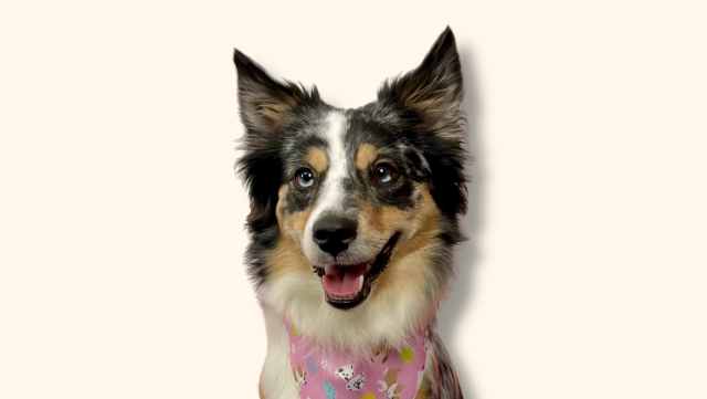 Profile picture of Nala